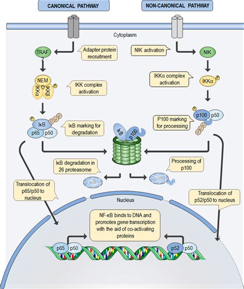 Nf κb Pathway The Canonical Pathway Left Is Responsible For The