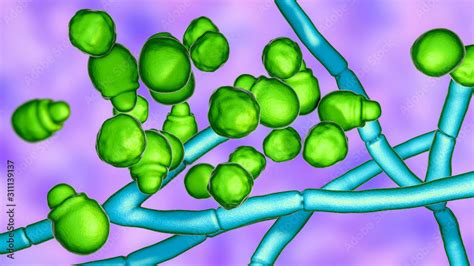 Microscopic Fungi Malassezia Furfur 3d Illustration Showing Yeast Cells And Hyphae They Are