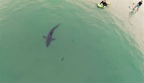 Drone Photos Of Sharks This Great White Shark Drone Footage Off The