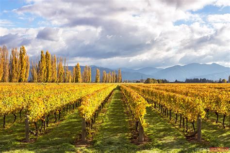 - Vignoble au coucher du soleil avec le mouton, Marlborough, Nouvelle