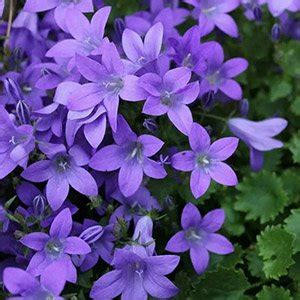 Колокольчик пожарского "Hirsch Blue" купить в питомнике растений с ...