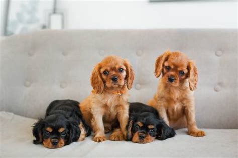 Cavalier King Charles Spaniel Colors | Our Fit Pets