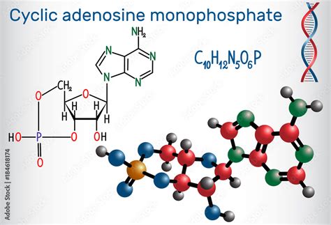 Vecteur Stock Cyclic Adenosine Monophosphate Camp Molecule It Is A