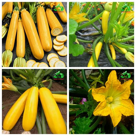 2 Early Prolific Straightneck Squash Plants Live Organic 4 Inches
