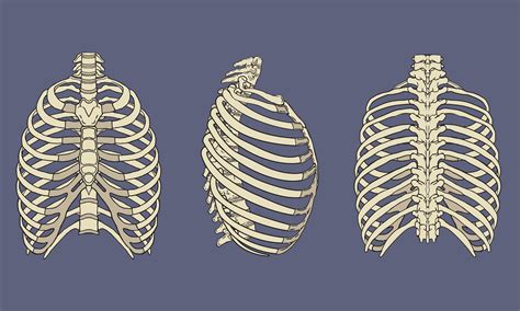 Mensch Rib Cage Skeletal Anatomy Pack Vektor Abbildung Illustration ...