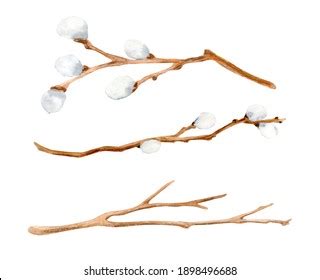 Watercolor Pussy Willow Branches Set Hand Stock Illustration