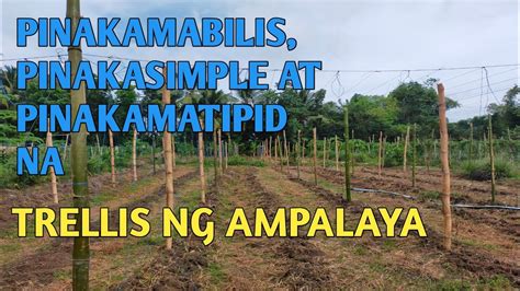 PAANO GAWIN ANG PINAKAMABILIS AT PINAMATIPID NA BALAG TRELLIS NG