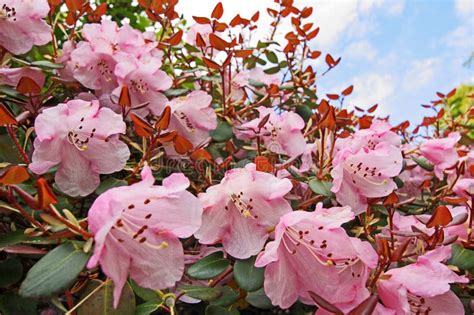 La Azalea Hermosa Florece En La Capilla De Nezu Tokio Imagen De