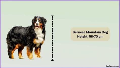 Bernese Mountain Dog Size: How Big Are They Comparison?