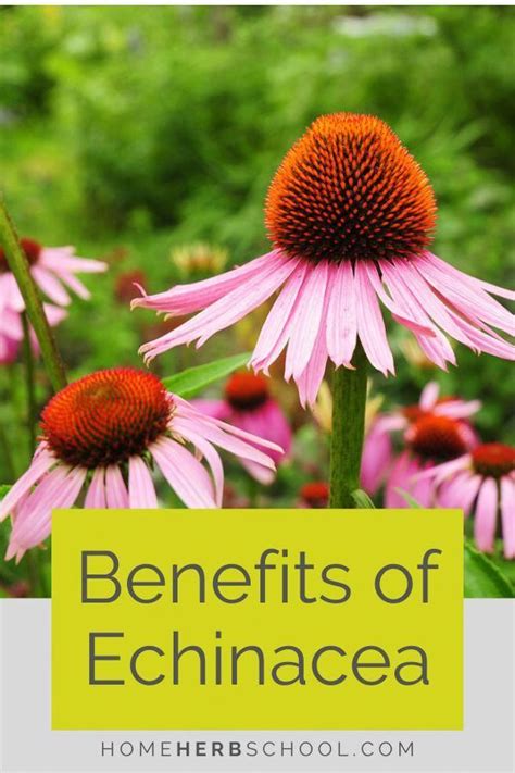 Echinacea Benefits And Uses Home Herb School In 2020 Echinacea