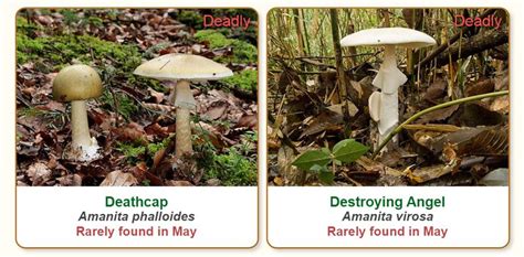 The Best Mushroom Identification App: Top 3 Reviewed