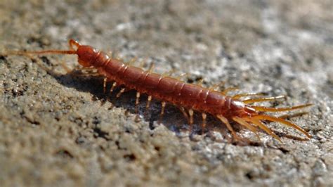 How to Know if You Have a Centipede Infestation? | Information and ...