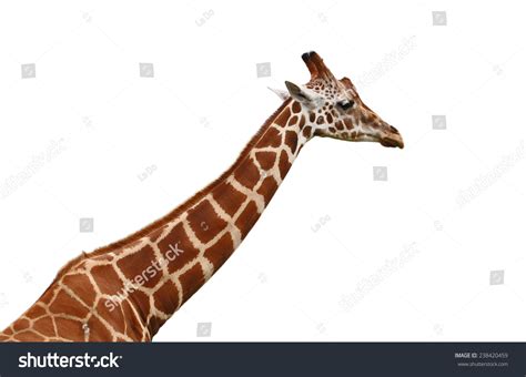 58,640 Long Neck Giraffe Images, Stock Photos & Vectors | Shutterstock