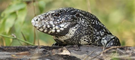 2020 The Year The Argentinean Tegu Lizard Moved North Daves Garden