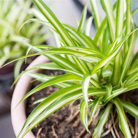 Spider Plant