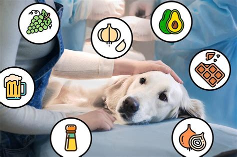 Alimentos Peligrosos Para Perros Qué Evitar Para Su Salud