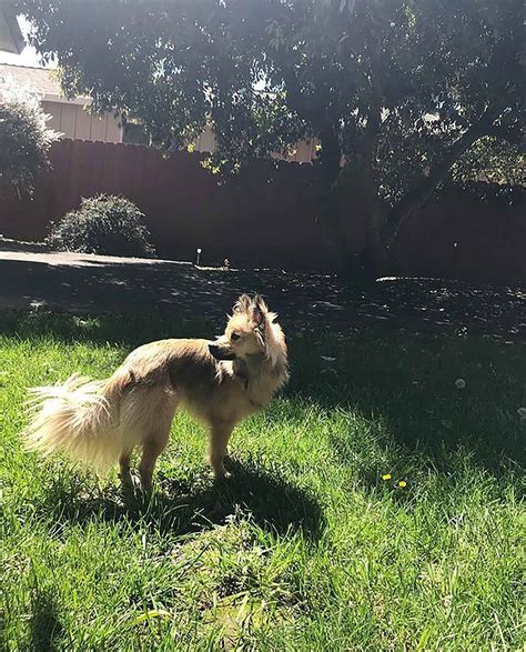 Golden Retriever Pomeranian Mix: Double Cuteness Attack