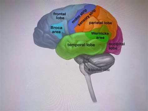 Psychology Flashcards Quizlet