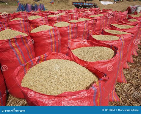 Sacks Of Rice During Harvest Stock Photography Image 18118262