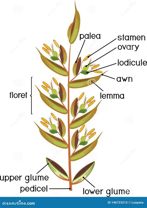 Structure Of Grass Spikelet Diagram Of Portion Of Grass Inflorescence Stock Vector