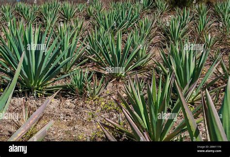 Mexican diversity culture Stock Photo - Alamy