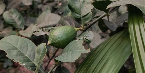 Premium Photo | A green unripe fruit on a tree