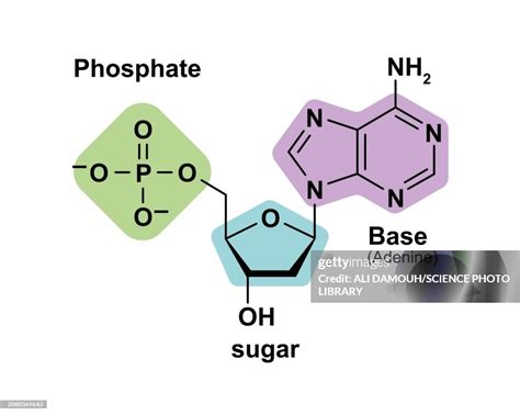 Nucleotide Structure Illustration High-Res Vector Graphic - Getty Images