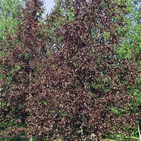 Crimson Frost Birch — Affordable Trees