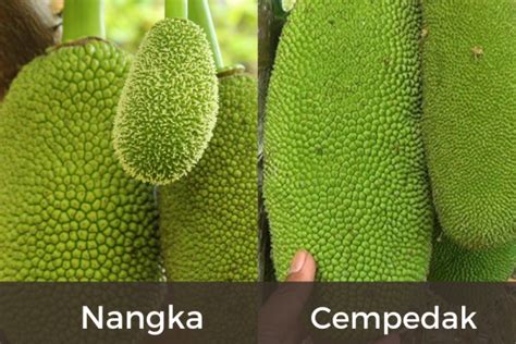 Beza Cempedak Dan Nangka Emersontarochung