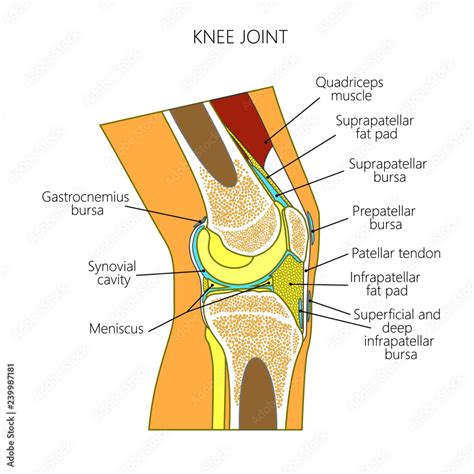 Vector illustration of a healthy knee joint . Anatomy of the human knee ...