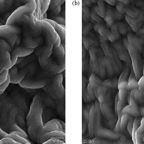 Sem Micrographs For Hydrogels Obtained By Photoinitiation With