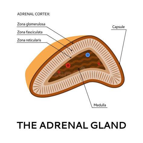 Glándula Suprarrenal Ilustración Del Vector Ilustración De Adrenalina