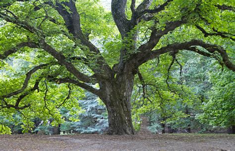 Pohon Beech Foto Stok Unduh Gambar Sekarang Alam Batang Pohon