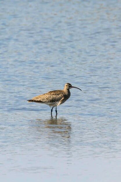 Premium Photo Eurasian Whimbrel Numenius Phaeopus Whimbrel In Water