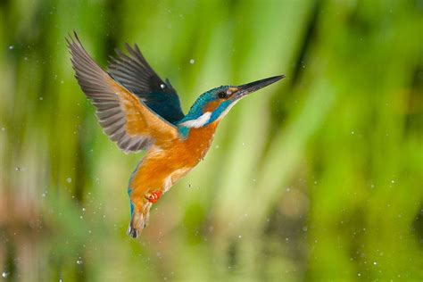 Koop het kunstwerk IJsvogel van IJsvogels nl Corné van Oosterhout