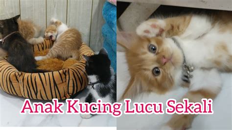 Anak Kucing Bermain Malam Malam Seru Sekali Kelakuannya Di Luar Nurul