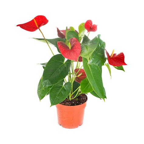 Антуриум - Anthurium - 32,00 лв. - airplantsbg.com