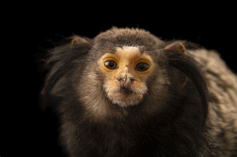 Black Tufted Eared Marmoset Callithrix Penicillata Joel Sartore