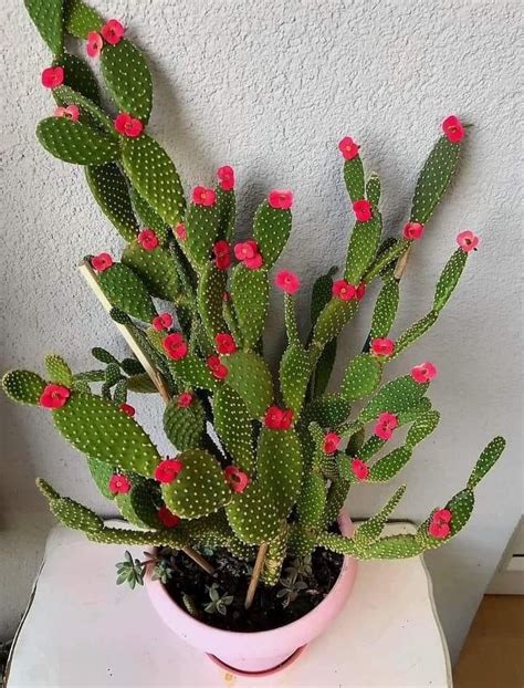 Pin By Cristy Contreras Contreras On GARDEN Cactus Plants