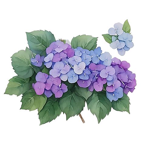 Purple Hydrangea Clip Art 27131832 Png