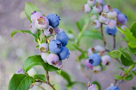 Blueberries Planting Growing And Harvesting Blueberry Bushes