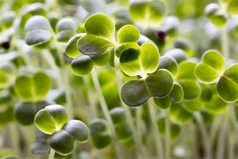 Fun Easy Way To Grow Microgreens COMPLETE GUIDE