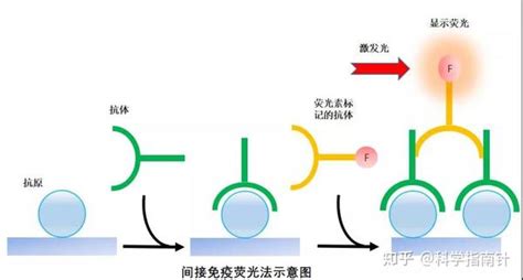 免疫荧光入门必备｜菌菌带你解锁这项实验技能 知乎