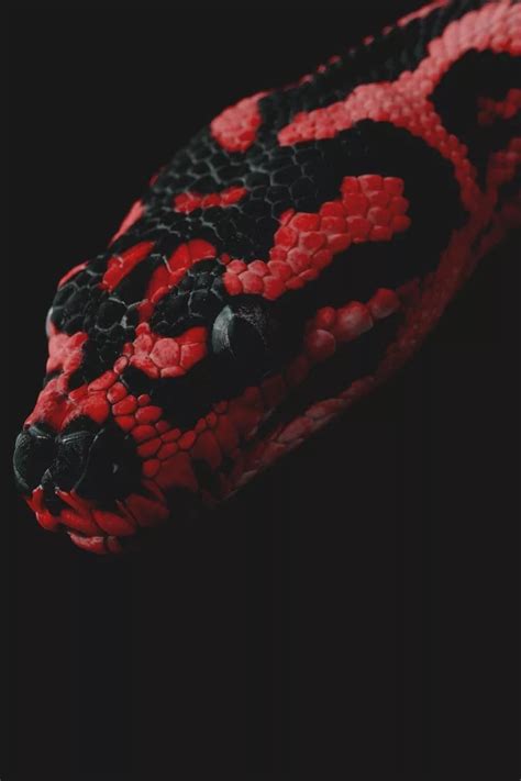 красная змея на черном фоне: 6 тыс изображений найдено в Яндекс ...