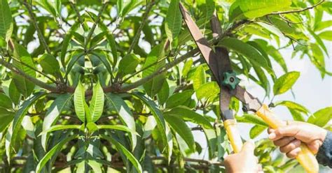 Pruning Mango Trees In Florida How And When Toagriculture