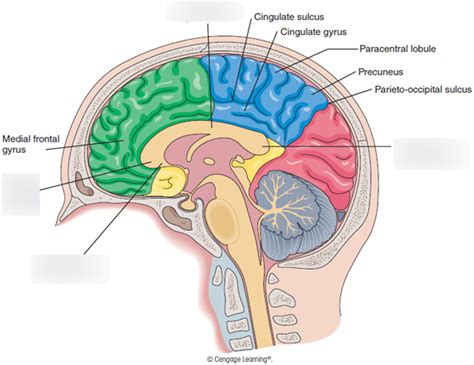 Corpus Callosum Diagram