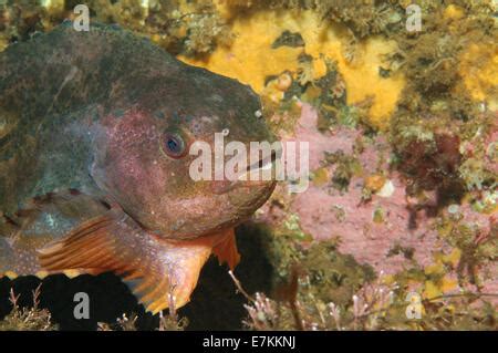 Lumpsucker La Lompe Hen Poisson Henfish Poule De Mer Cyclopterus