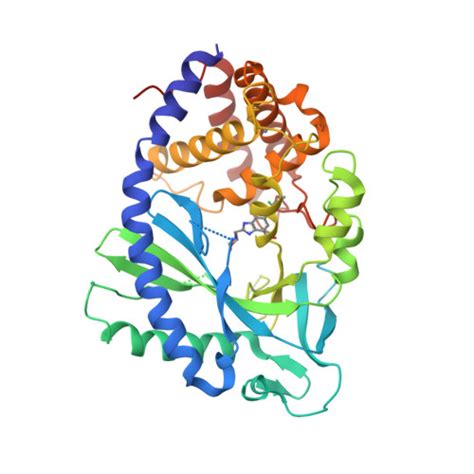 Rcsb Pdb Fuc Crystal Structure Of Human Cyclic Gmp Synthase In