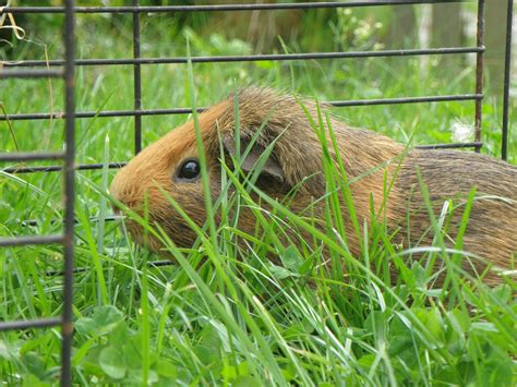 Guinea-pig,male,agouti,red,cage - free image from needpix.com