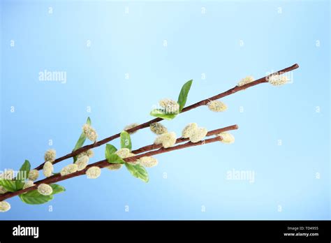 Pussy Willow Twigs On Blue Background Stock Photo Alamy